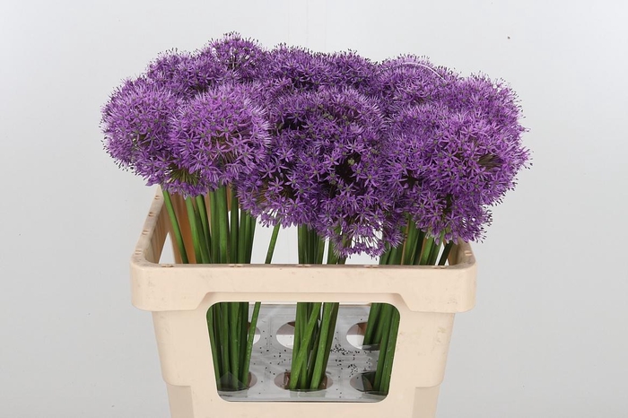 <h4>Allium Gladiator</h4>