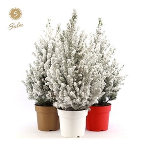 Picea gl. 'December'® P19 50/60 in Pot Colour + Snow