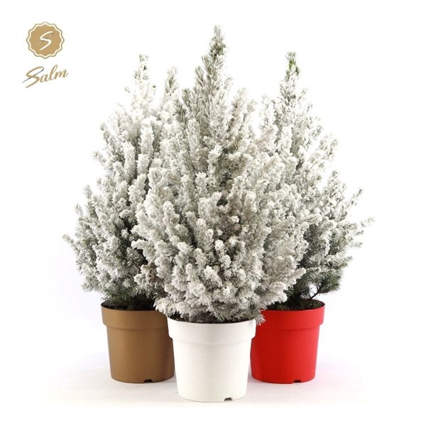 <h4>Picea gl. 'December'® P19 50/60 in Pot Colour + Snow</h4>