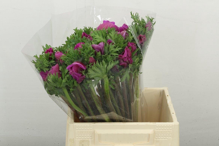 <h4>Anem Mistral Cerise</h4>