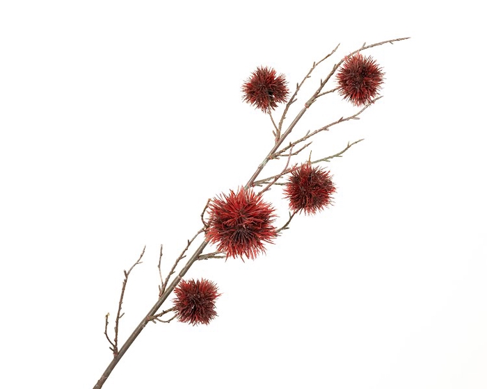 Chestnut Red