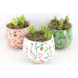 arr4 Hyacint FL - Early springtime rond x3