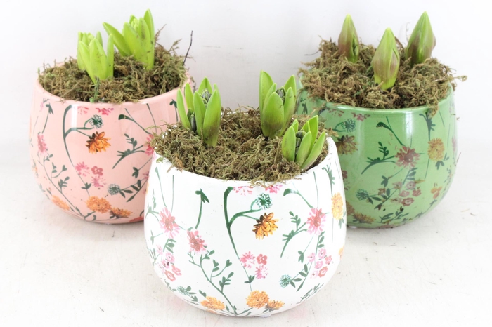 <h4>arr4 Hyacint FL - Early springtime rond x3</h4>