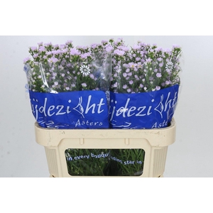 Aster Claudia