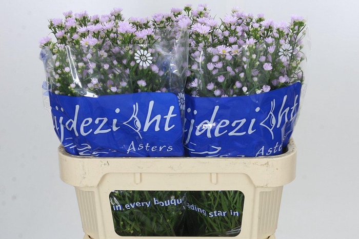 <h4>Aster Claudia</h4>