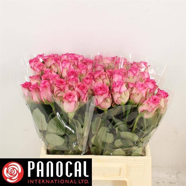 <h4>R GR PINK SHADOW</h4>