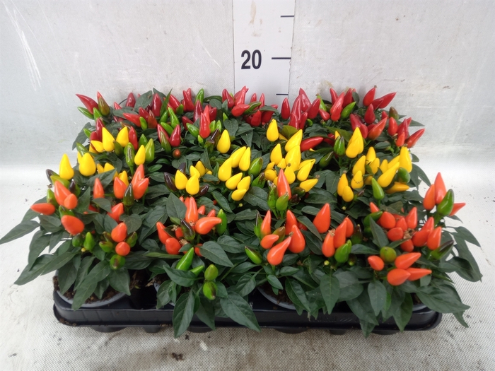 <h4>Capsicum annuum 'Salsa'   ...mix</h4>