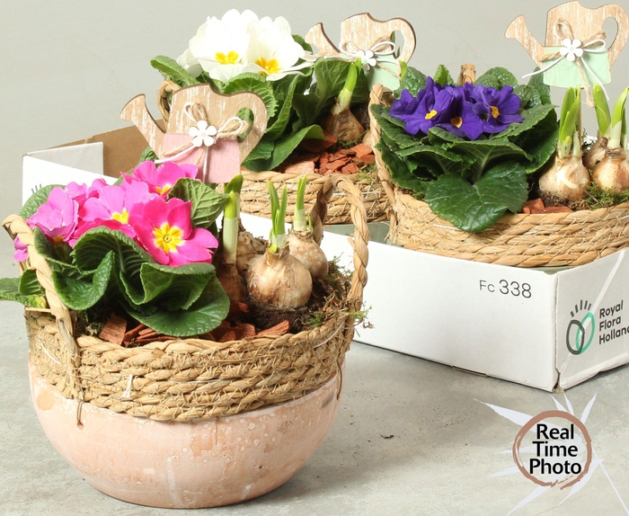 <h4>ARR TUINPLANTEN</h4>