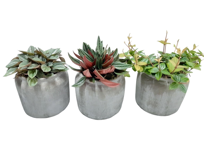 <h4>RGP16GEM Dark Grey Pot Groenmix</h4>