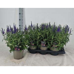 VERO SP ANNIVERS BL