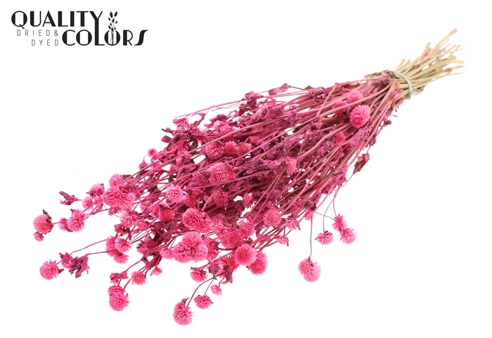 <h4>Gomphrena per bunch Cerise</h4>