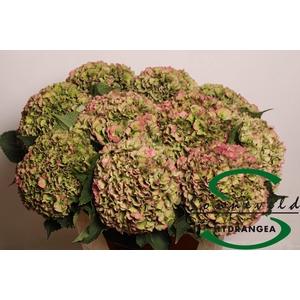 HYDR M ROY PARADE CL