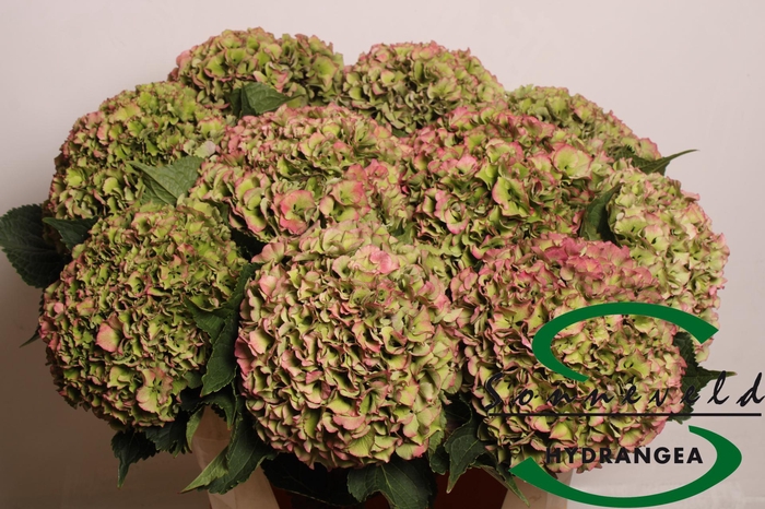 <h4>HYDR M ROY PARADE CL</h4>