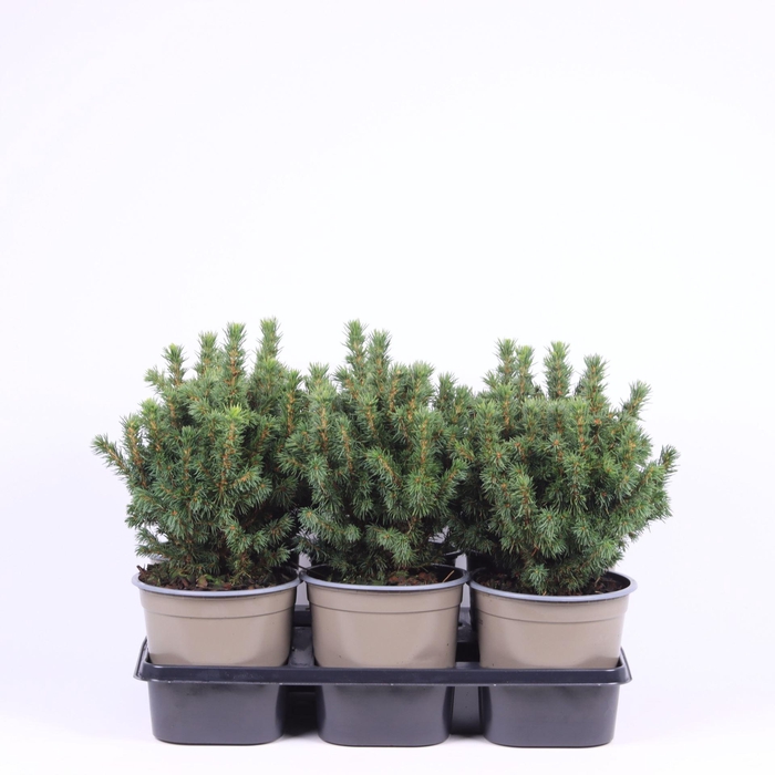 <h4>Picea glauca Alberta Globe</h4>