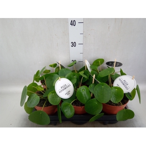 Pilea peperomoides