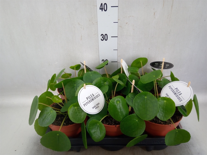 Pilea peperomoides