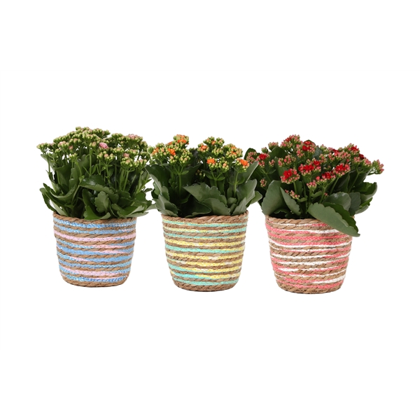 <h4>KP-847.1 - Kalanchoe Rosalina 15cm in mand 3 assorti mix</h4>