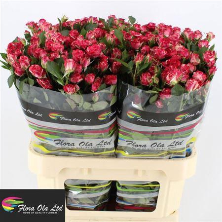 <h4>R Tr Fireworks</h4>