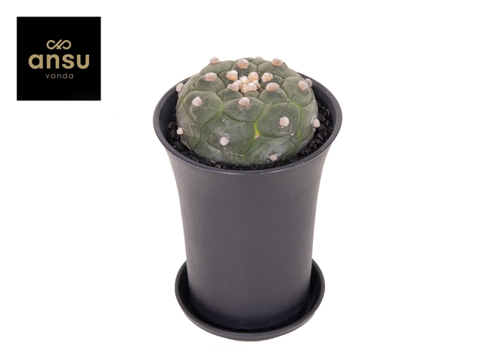 <h4>Astrophytum Asterias Kikko Lizard Skin XL</h4>