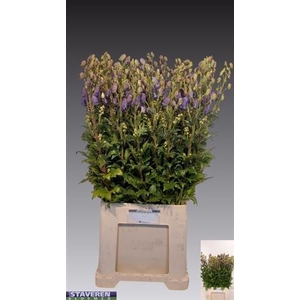 Aconitum Car Arendsii