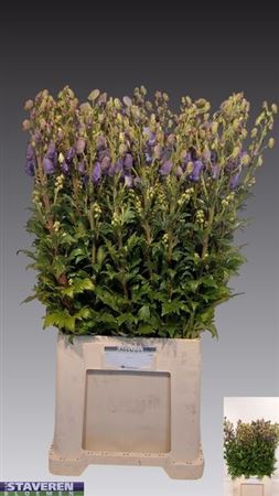<h4>Aconitum Car Arendsii</h4>
