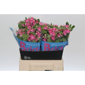 Oxypetalum Bridal Diana