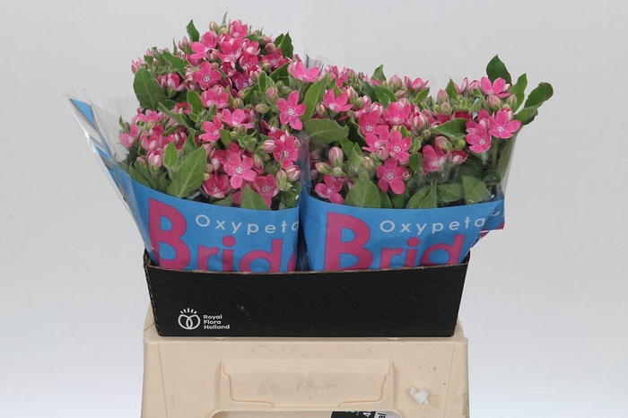 <h4>Oxypetalum Bridal Diana</h4>