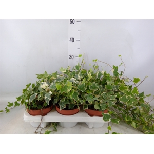 Hedera helix 'Eva'