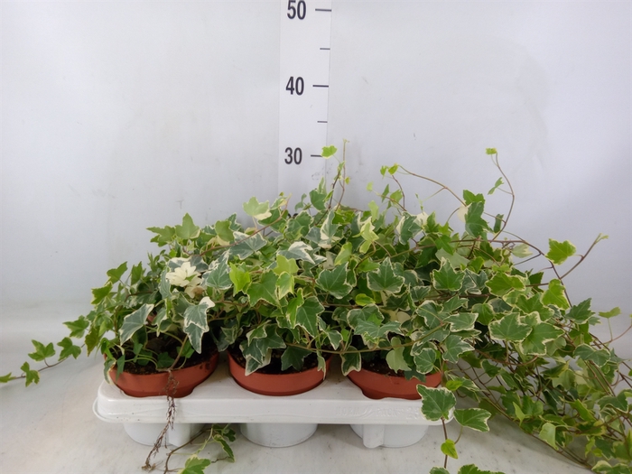 <h4>Hedera helix 'Eva'</h4>
