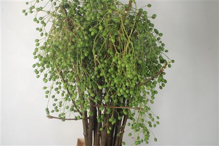 <h4>Lilac De Chine Per Stem</h4>