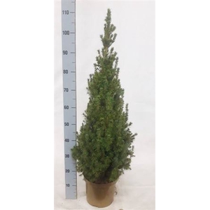 Picea Gl Conica