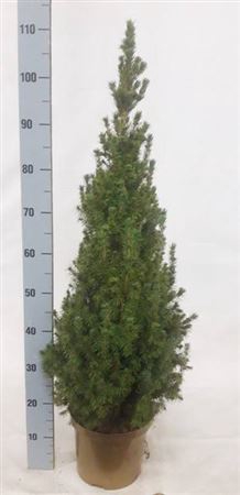 Picea Gl Conica