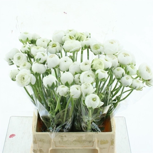 Ran Amandine White N L