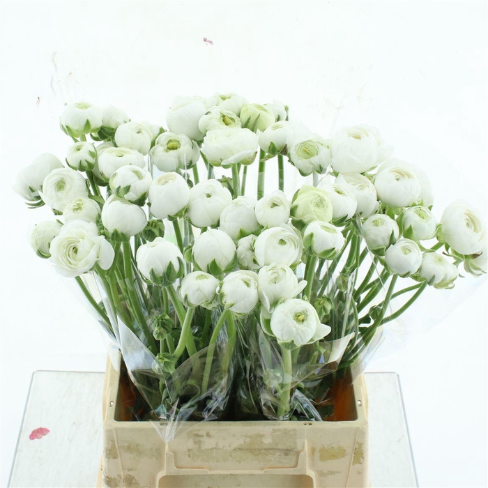 <h4>Ran Amandine White N L</h4>