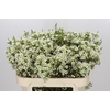 Chamelaucium Ivory Pearl