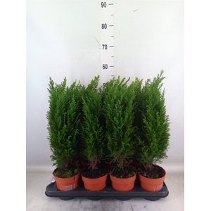 Chamaecyparis laws. 'Ellwoodii'