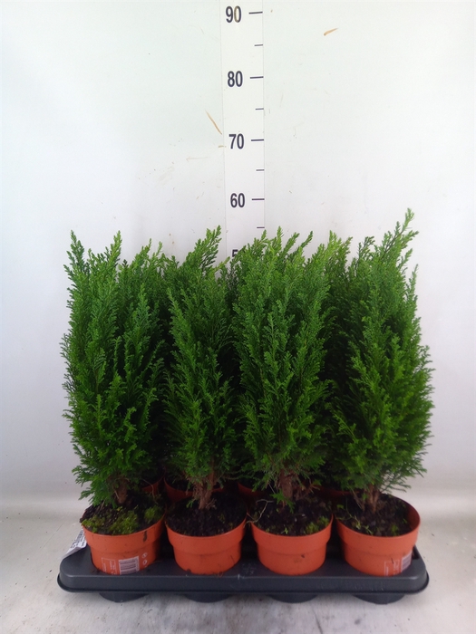 <h4>Chamaecyparis laws. 'Ellwoodii'</h4>