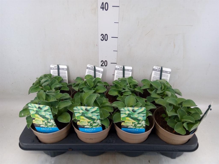 <h4>Hosta  'Blue Mouse Ears'</h4>