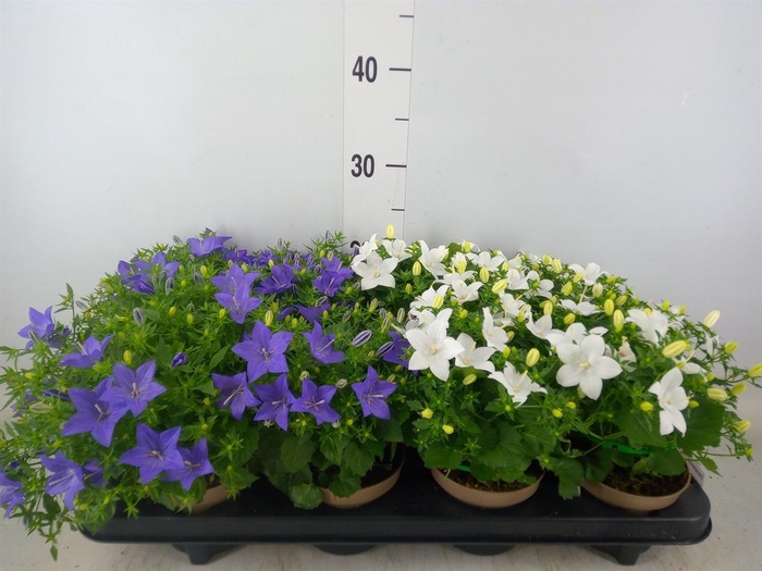 <h4>Campanula ...</h4>