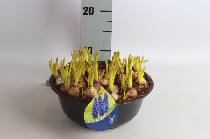 <h4>ARR MUSCARI</h4>