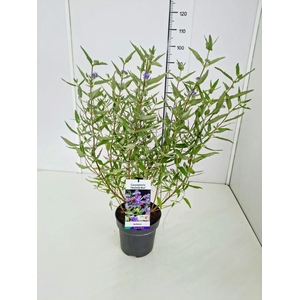 Caryopteris x clandonensis Heavenl