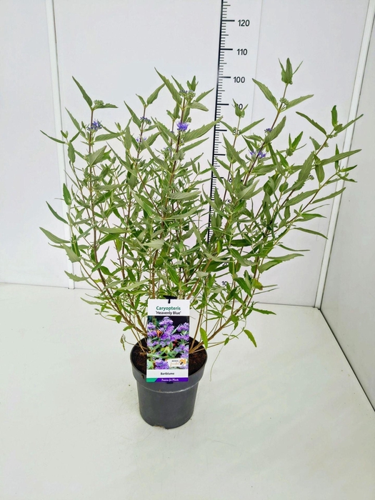 <h4>Caryopteris x clandonensis Heavenl</h4>