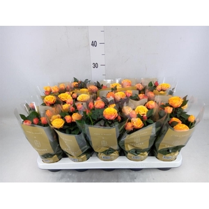 Rosa  'Firebird Kordana Grande'