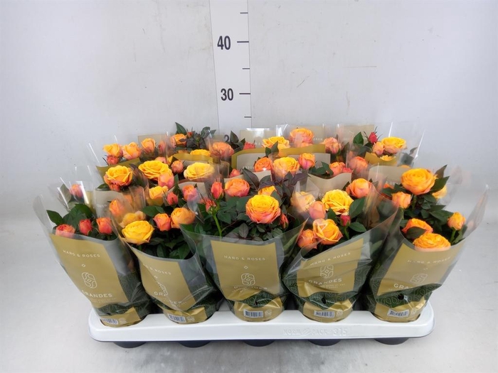 <h4>Rosa  'Firebird Kordana Grande'</h4>