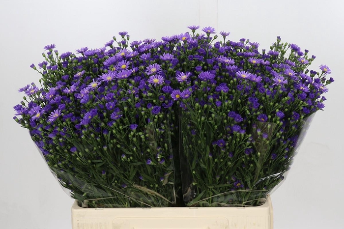 <h4>Aster Casamare</h4>