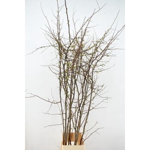 CHAENOMELES PINK EXTRA 180CM