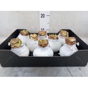 Hippeastrum   ...waxed H%