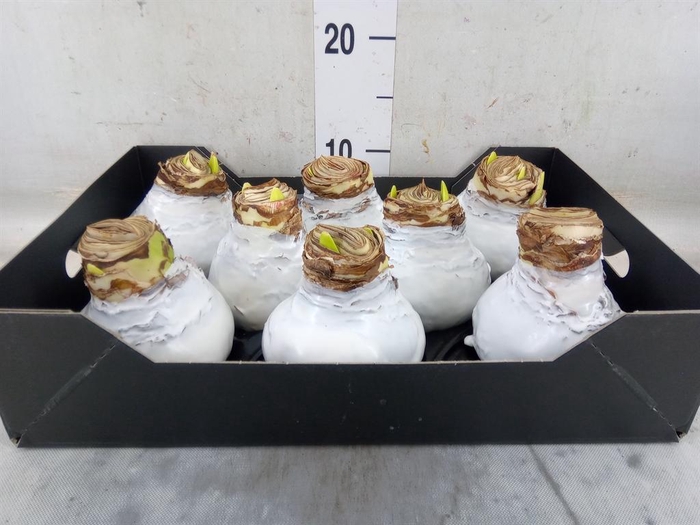 <h4>Hippeastrum   ...waxed H%</h4>