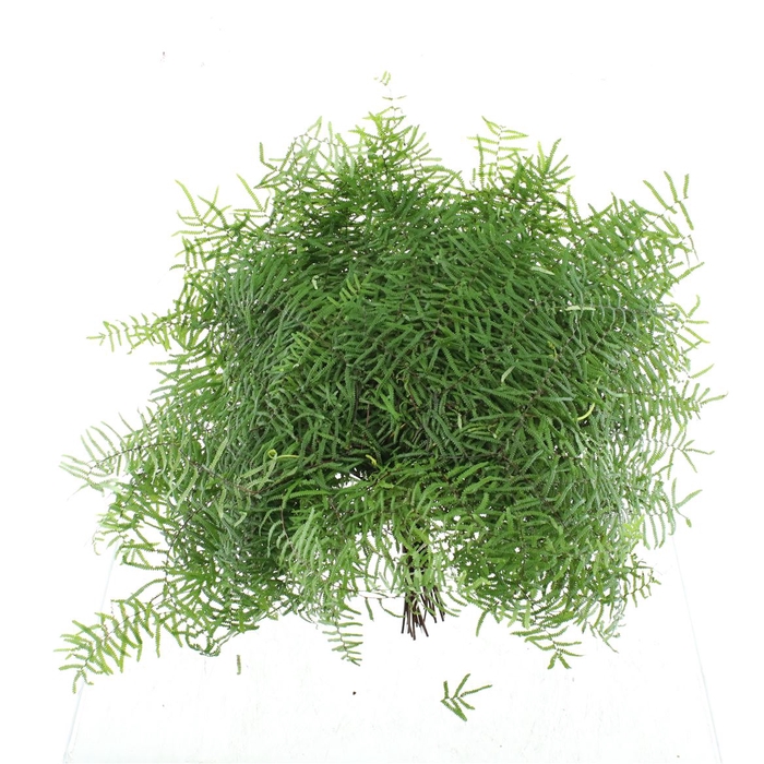 <h4>Fern Coral P Stem</h4>