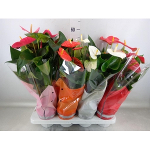 Anthurium   ...mix 4